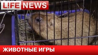 В московском ресторане звезд шоу-бизнеса хотели накормить живым сурком - 19.03.2015