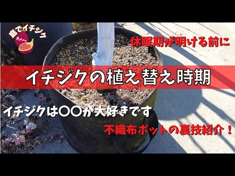 コンテナ・ポット用開花標準茎 庭の練習