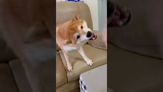 柴犬界拳擊新星「21」隆重登場 #巴黎奧運會 #奧運會 #柴犬 #柴柴日常 #shibadog #olympicsnews