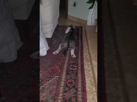 Narc shocked by his brother Nino stylish relaxed pose 😎