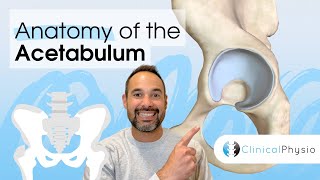 Anatomy of the Acetabulum of the Pelvis | Expert Physio Guides you through 3D Anatomy Tutorial!
