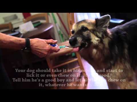 A Simple Way to Clicker Train your dog in their Dental Care