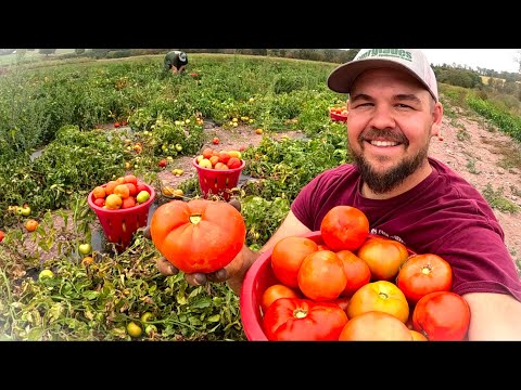 Our tomato harvest secret