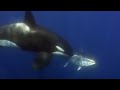 Orcas Let the Boats Hunt for Them | Killer Whale | BBC Earth