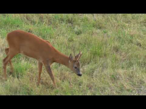 Bockjagd im Juni 2018 - Roebuck Hunting - Bukkejakt