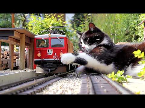 Gartenbahn Sommer - kleine RhB mit großer Katze 😺