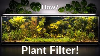 Plant-Powered Aquarium – No Filter, No Water Changes Needed!