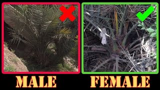 How to Differentiate Male and Female in Seed Grown Date Palm at Home (English)