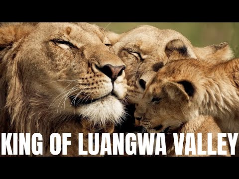 THE STRONGEST LION PRIDE IN LUANGWA VALLEY