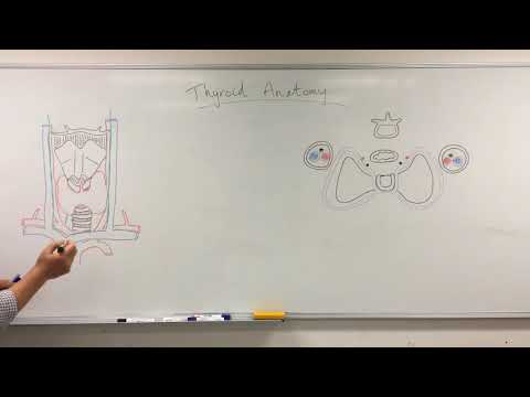 Thyroid - anatomy
