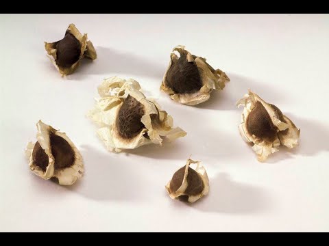 Chennai white moringa kernel seeds