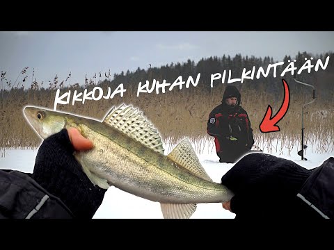 OLISITKO USKONUT, ETTÄ TÄÄLTÄ NOUSEE KUHAA.. | Kuhan pilkintä