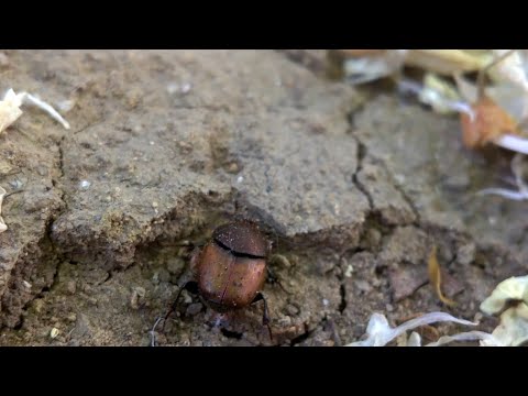 Onthophagus coenobita beetle
