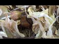 Onthophagus coenobita beetle
