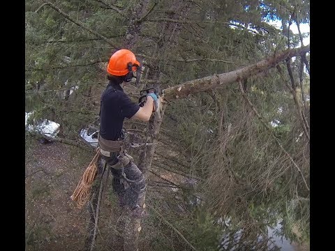 TREE TOPPING , MY SON TOPS HIS FIRST TREE