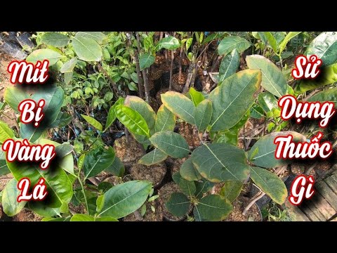 Mít Bị Vàng Lá Đen Thân Ch.ế.t Rút - Nguyên Nhân Và Thu.ốc Trị B.ệnh