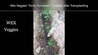 Zimbabwe Rural Tomato Growing Part 1