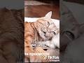 Poor Cat Taking Her Last Breath Cat Catlover Viral Video Foryou