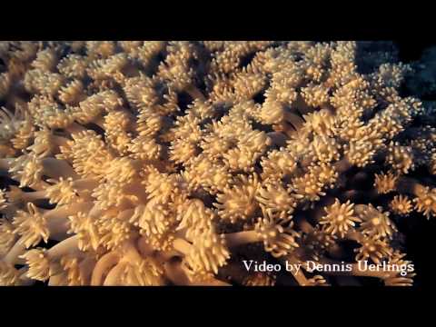 Blue Hole Dive Challenge 2014 - Tropitel Dahab Oasis Hausriff, Hausriff Tropitel Oasis (Dahab),Ägypten