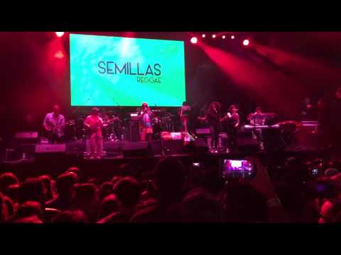 Semillas - Ay amor Reggae Sessions 2016