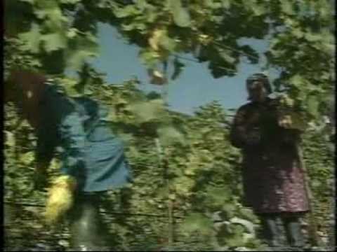 Weinlese in der Wachau, Niederösterreich