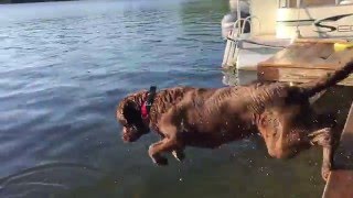 Bo the Jumping, Fishing Dog