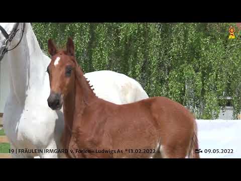 Lot 19 - Stutfohlen v. Forlee/Ludwigs As