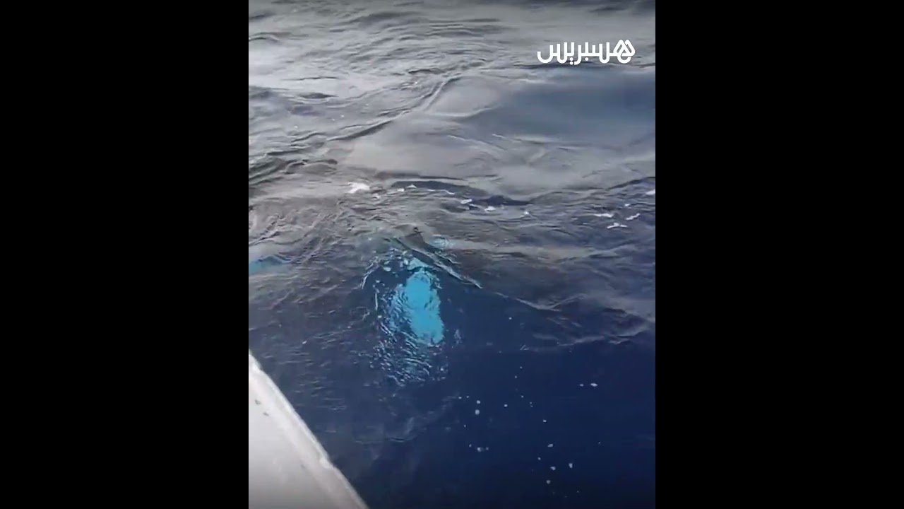 حيتان الأوركا تهاجم قارب صيد في سواحل طنجة وتبث الرعب في نفوس راكبيه thumbnail