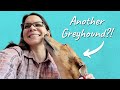 Love Greyhounds? The Obvious Next Step…
