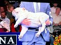 English Bulldog Carried, Wins Non-Sporting Group
