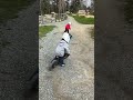 Stunt Riding Toddler Mini Electric Motorcycle Stacyc E Bike Shorts Tiktok