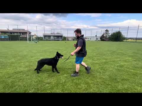 Pike z Jukasu - obedience - 9,5 months