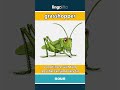 grasshopper - a small insect with long le... video thumbnail