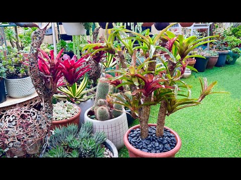 Bromeliad plants Turn into a Tree plant
