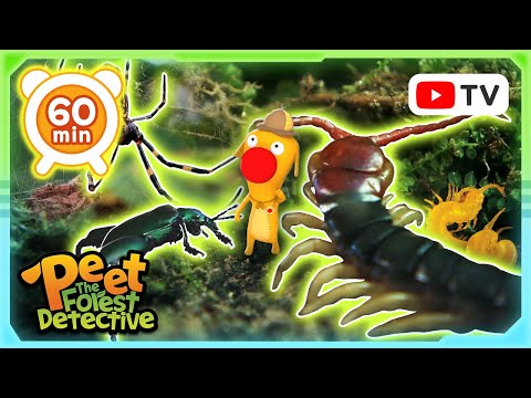 Creepy Crawlies: Spiders, Centipedes, and More | Peet The Forest Detective