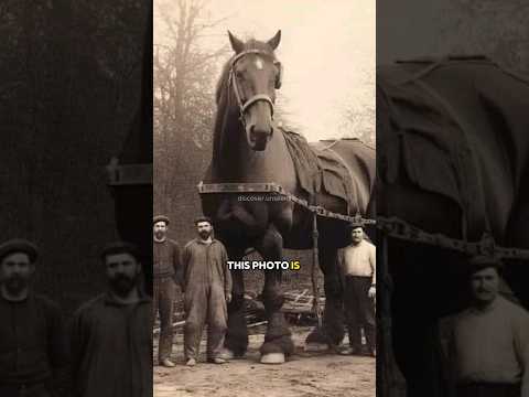 , title : 'Tallest Horse In The World | Tallest Horse Ever Guinness World Record 🐴 #shorts'