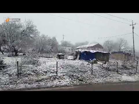 شاهد بالفيديو.. تساقط الثلوج اليوم في ناحية كاني ماسي التابعة لقضاء آميدي في دهوك فيديو: ريبر ديريشكي