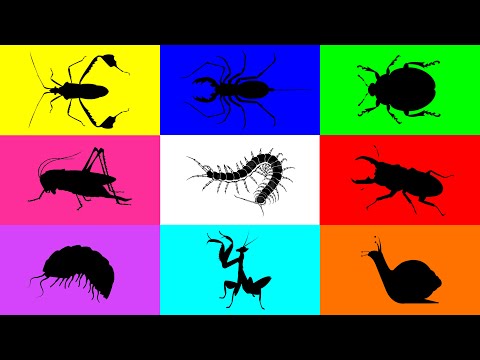 Insect: Pill Bug, Grasshopper, Beetle, Snail, Mantis, Ladybug, Leafbug, Whip scorpion