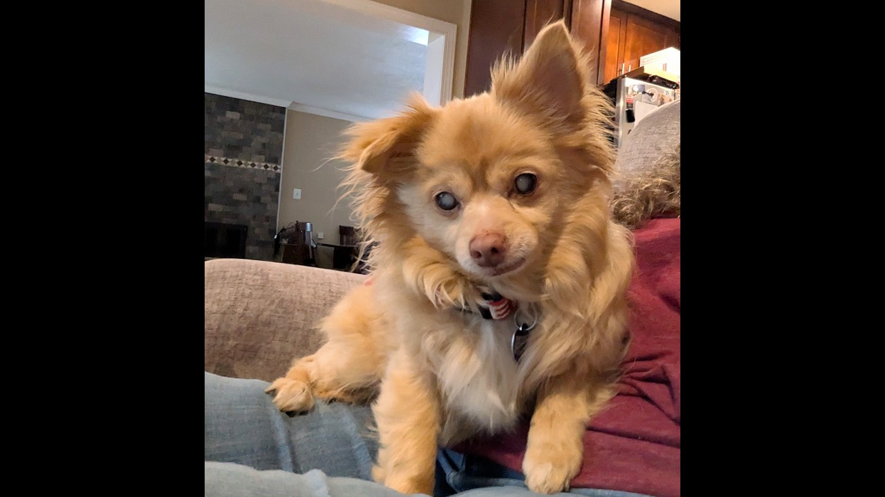 Enlarge Harvey, an adoptable mixed breed in Rockville, MD video 6/6