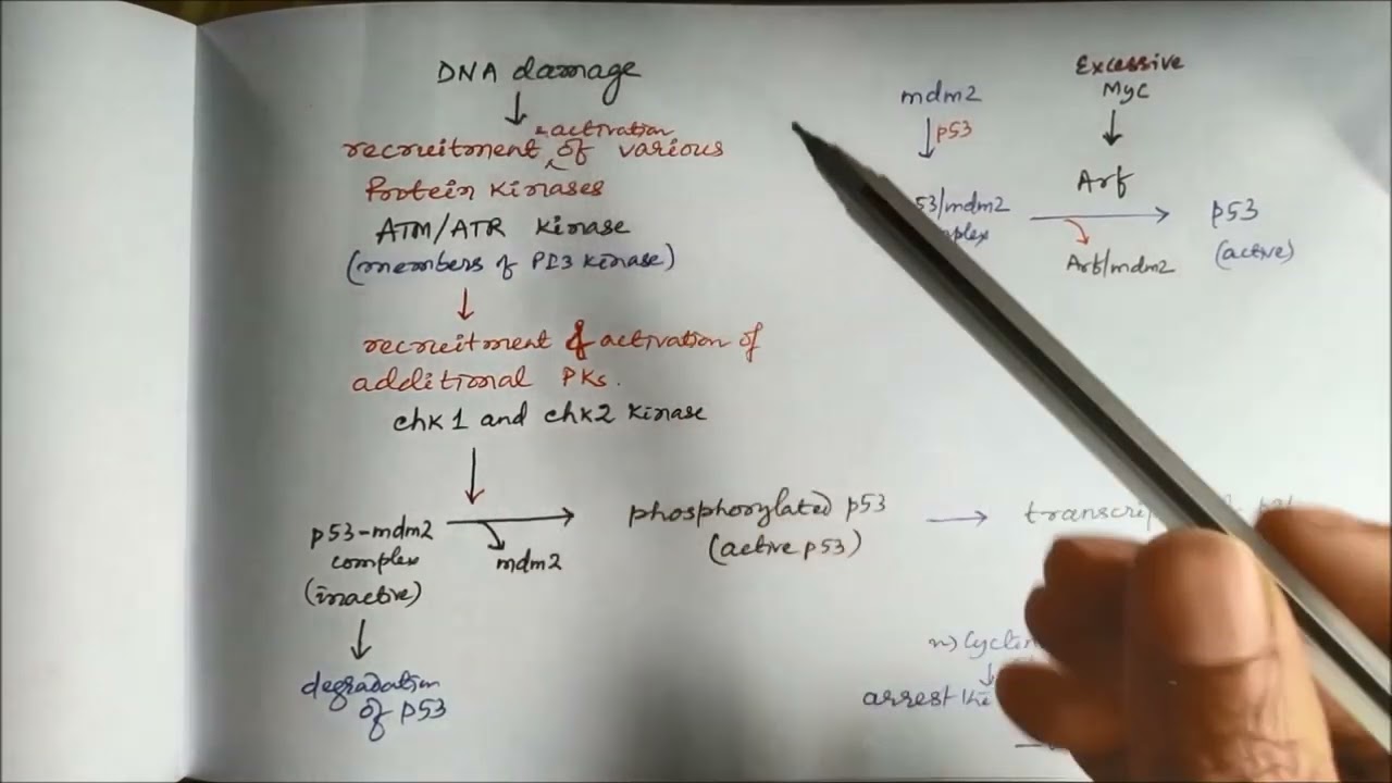 p53 and Rb (negative regulators of the cell cycle) #p53 #rb #cellularandmolecularpharmacology