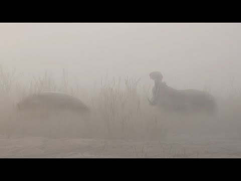 Jurassic Stand-off! (Hippo fight - AMAZING AUDIO)