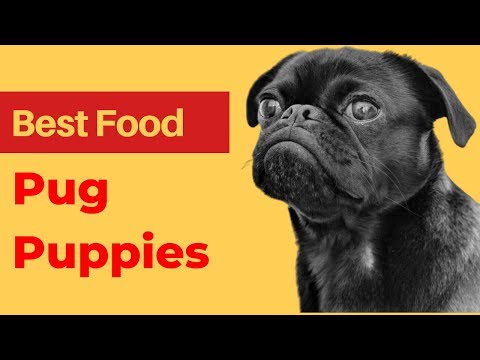 download lagu mp3 mp4 Best Dog Food For Pugs Uk, download lagu Best Dog Food For Pugs Uk gratis, unduh video klip Best Dog Food For Pugs Uk