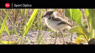 preview picture of video '(303) 979-2473 | Find Birding Store Denver Littleton & Digiscoping with Leica Sport Optics'