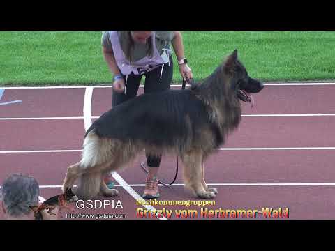 Grizzly vom Herbramer-Wald(Nachkommengruppen)