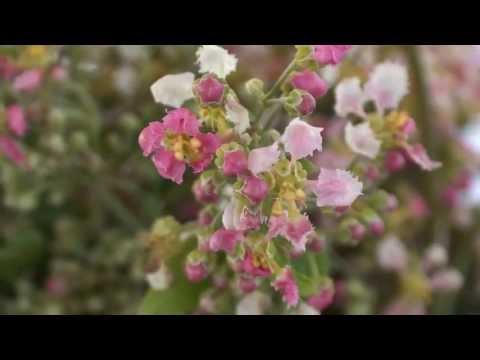 PISEI NA TERRA FRIA - FLOR DE JAGUBE - MESTRE IRINEU
