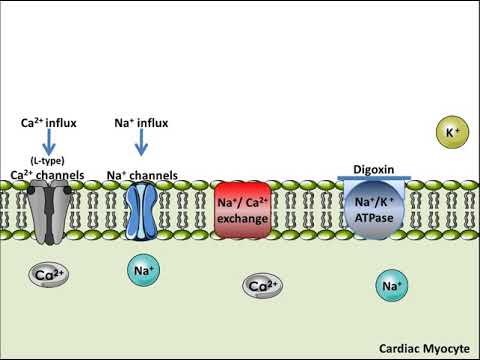 Digoxin - Mechanism of Action