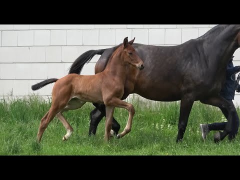 *2021 Stute von A la Carte NRW - Chatender