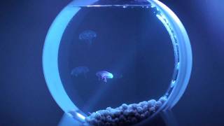 丸窓のようなデザインのクラゲ用水槽「Jellyfish Tanks」 - GIGAZINE