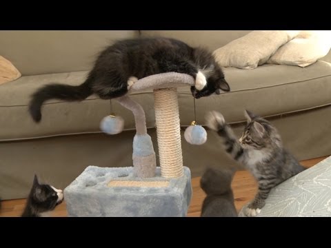 KING OF THE KITTY CAT TREE, DETHRONED