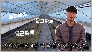 블루엔젤, 문그로우, 둥근측백 삽목 완료!